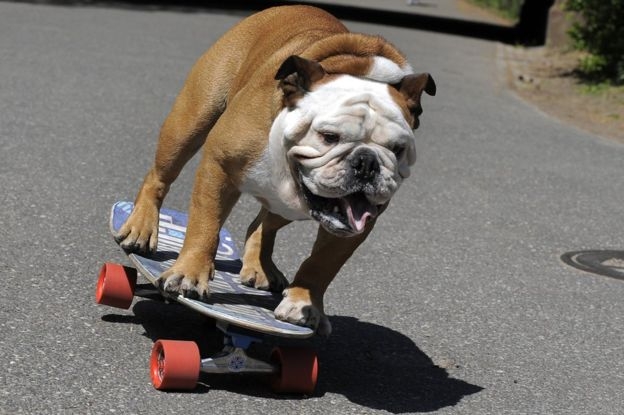 Smiling bulldog taking a curve on a skateboard.