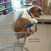 Cut buldog puppy riding in the seat of a shopping cart.
